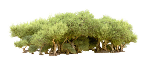 Green forest isolated on background. 3d rendering - illustration