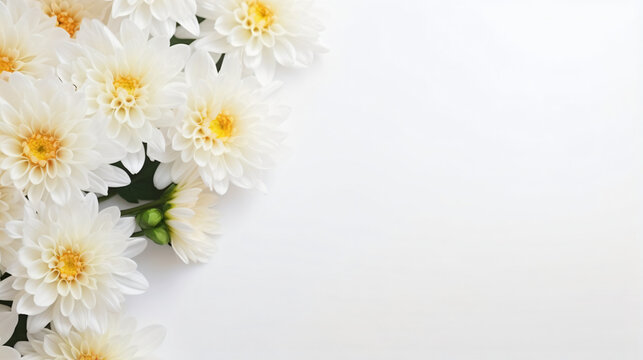 Beautiful chrysanthemum flowers and ribbon on white