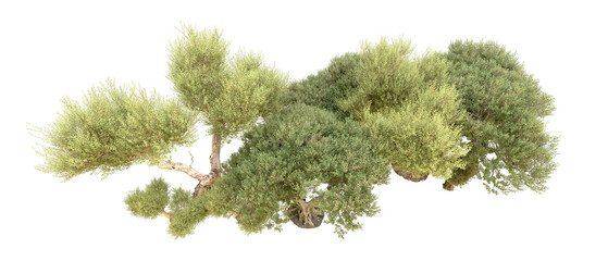 Fototapeta premium Green forest isolated on background. 3d rendering - illustration