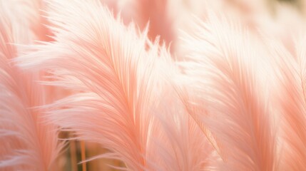 Peach fuzz dreams: a lush backdrop of growing pampas grass, 2024's color of the year, for serene nature vibes