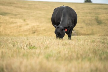 cows and cattle grazing in tasmania Australia in summer, with angus, wagyu and murray grey cattle