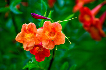 An orange color Chinese trumpet vine flower