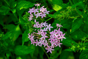 Pentas lanceolata a Light Purple bunch of decorative flower