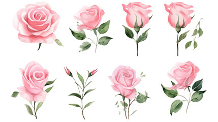 Watercolor elements pink roses on a white background