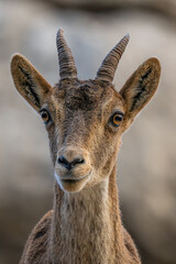 Iberian Ibex - Capra pyrenaica, beautiful popular mountain wild goat from Iberia mountains and hills, Andalusia, Spain.