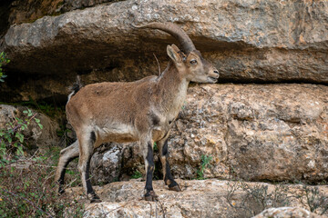 Iberian Ibex - Capra pyrenaica, beautiful popular mountain wild goat from Iberia mountains and hills, Andalusia, Spain.