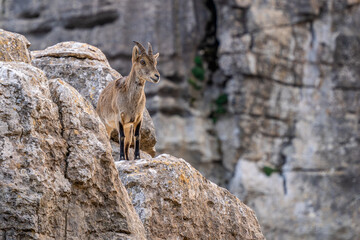 Iberian Ibex - Capra pyrenaica, beautiful popular mountain wild goat from Iberia mountains and hills, Andalusia, Spain.