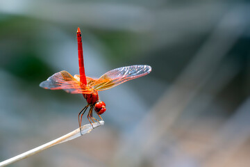 Dragon fly