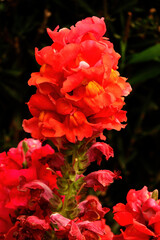 Floral Arrangement