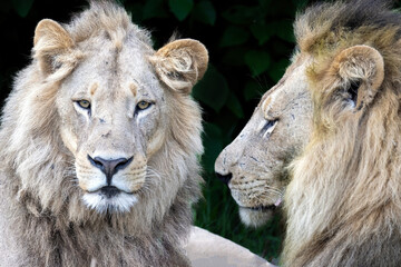 lion duo