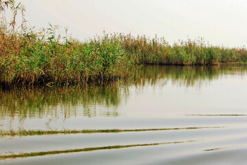 reeds in the water