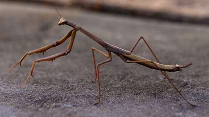 praying mantis on rock
