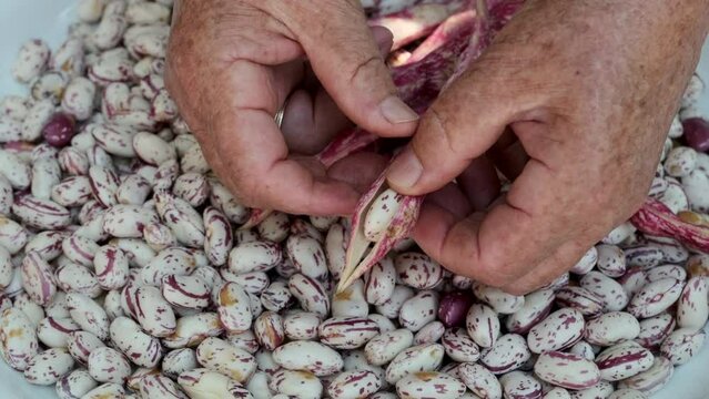 Mature woman sorting red cranberry beans. Crimson beans legumes food.