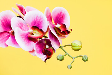 Pink orchid flower. Plant isolated on yellow background. Empty copy space floral background. Vivid color botanical texture. Purple blossom. Spa center decorative wall. Cutout orchid on color wall.