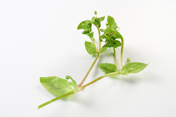 七草がゆ　イメージ