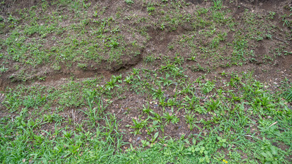 Grama rasa em chão de terra trincado