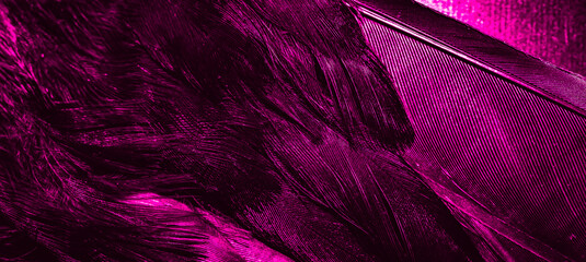 violet feathers with visible texture