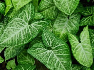 closeup nature view of green leaves and background. palms, dark nature concept, tropical leaves.