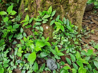 Green leaf texture with leaf foreground