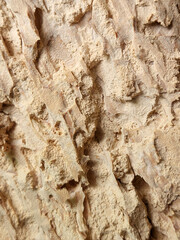 Rotten wood. Rotten wood texture. Dry old wood
