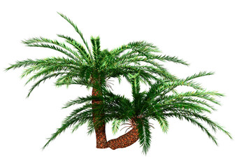 Obraz premium 3D Rendering Encephalartos Woodii Palm Trees on White