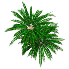 3D Rendering Encephalartos Woodii Palm Trees on White