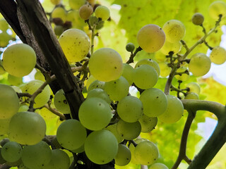 Grape. Bunches of light grapes. Natural background with grapes