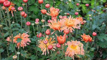 Naklejka premium Chrysanthemums grow on a flower bed. Orange floral background. Chrysanthemums and buds in garden. Courtyard for landscape design.
