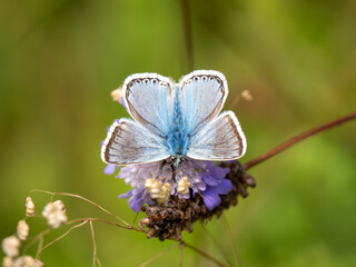 Chalkhill Blue Butterfly Resting. Wings Open.