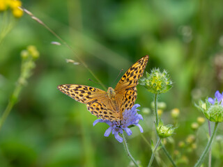 Silver-washed Fritillary Feeding on Scabious