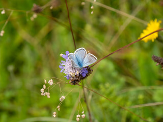 Chalkhill Blue Butterfly Resting. Wings Open.