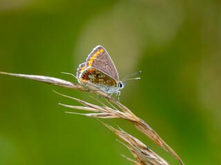 Brown Argus Resting on Grass Stem