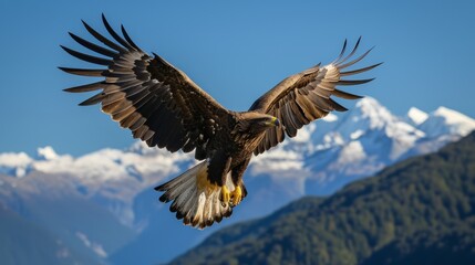 Fototapeta premium Eagle in Flight with Snow-Capped Mountains Behind