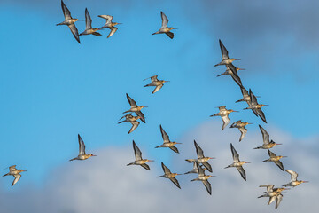 Black-tailed Godwit, Limosa limosa, birds in flight over Marshes at winter time