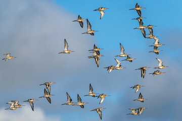Black-tailed Godwit, Limosa limosa, birds in flight over Marshes at winter time