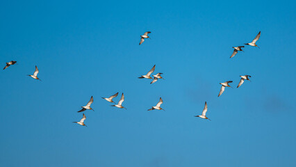 Eurasian Curlew, Numenius arquata, birds in flight at winter on blue sky