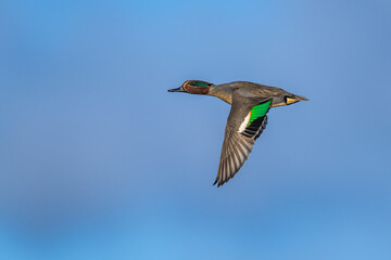Male of Eurasian Teal, Anas crecca, bird in flight over marshes