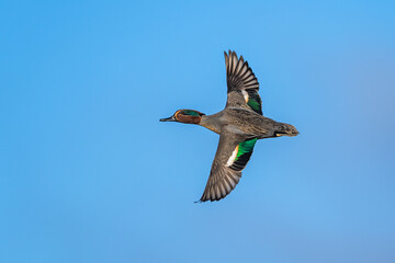 Male of Eurasian Teal, Anas crecca, bird in flight over marshes