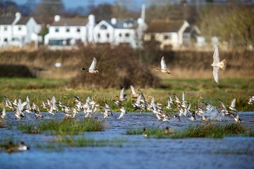 Peregrine Falcon during an attack on a flock of ducks, Eurasian Wigeon and Eurasian Teal