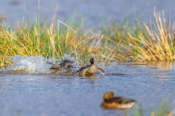 Eurasian Teal, Anas crecca, birds winter on marshes