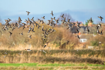 Eurasian Wigeon, Mareca penelope, birds in flight over Marshes