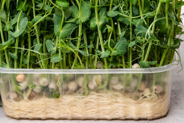 Vibrant microgreens flourish in a clear container, epitomizing urban agriculture and sustainable living. Healthy eating, triumph of modern indoor gardening techniques.