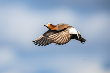 Male of Eurasian Wigeon, Mareca penelope, bird in flight over Marshes