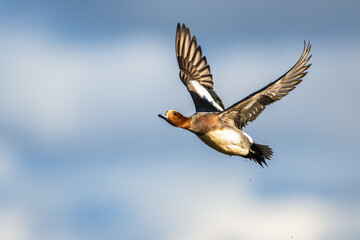 Male of Eurasian Wigeon, Mareca penelope, bird in flight over Marshes