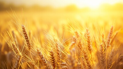 Golden Wheat Field at Sunset