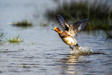 Male of Eurasian Wigeon, Mareca penelope, bird in flight over Marshes