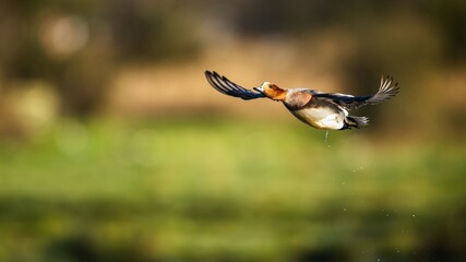 Male of Eurasian Wigeon, Mareca penelope, bird in flight over Marshes