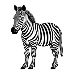 zebra vector illustration
