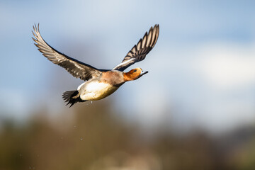Male of Eurasian Wigeon, Mareca penelope, bird in flight over Marshes