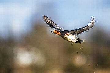 Male of Eurasian Wigeon, Mareca penelope, bird in flight over Marshes